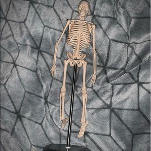 18in anatomy skeleton